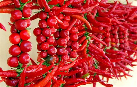 Il Peperoncino di Calabria, alla scoperta del re della。